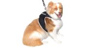 Broad GPS GSM Coverage Wireless Pet Tracking Collars for Hunting Dogs Size:XL